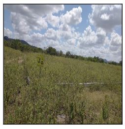 Terreno - Venda, CENTRO, JATAUBA, PE